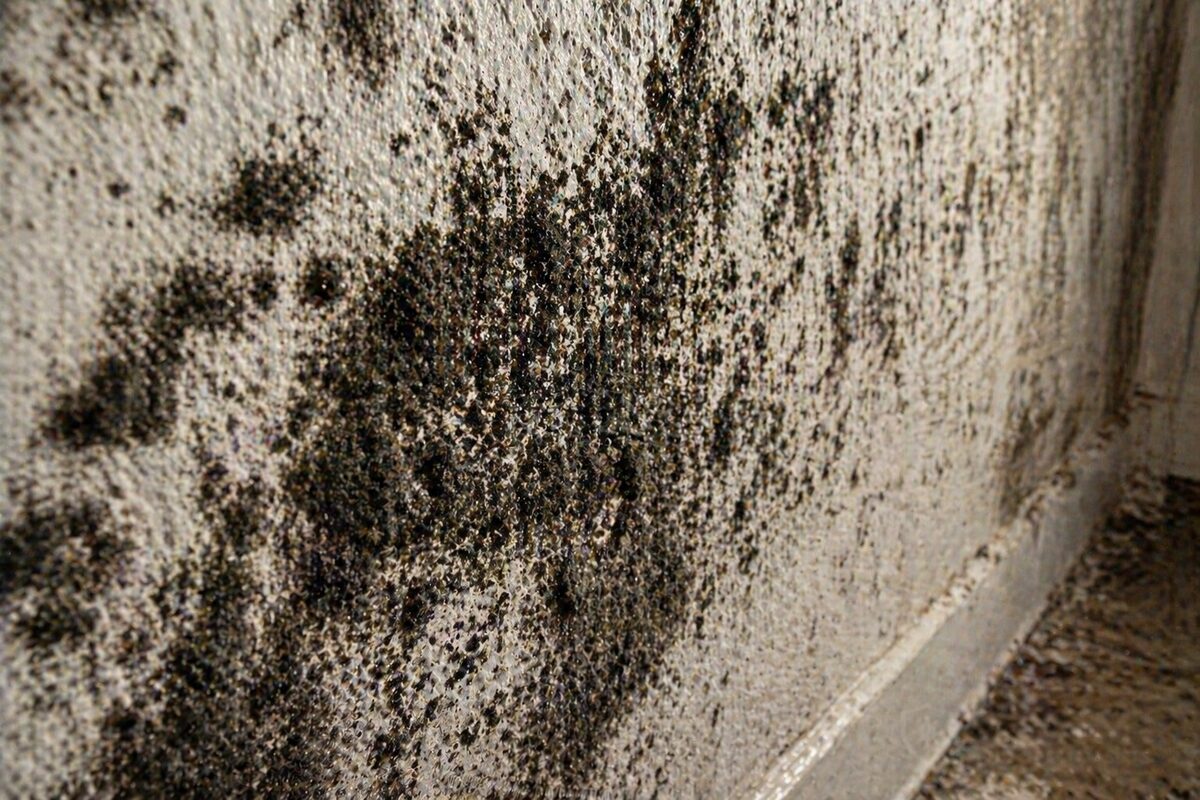 Black mold removal Fort Lauderdale