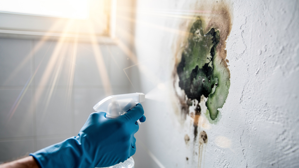 Mold remediation advice failure in emergency situations in Fort Lauderdale FL